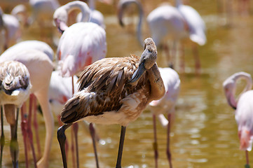 Image showing Flamingo in the swamp