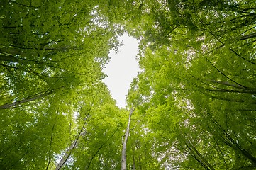 Image showing Photo of some trees in the forest