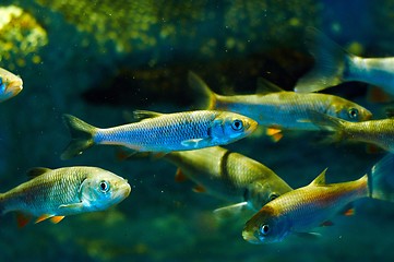 Image showing Small fish in the water