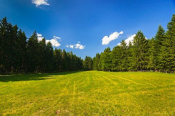 Image showing Green field with yellow flowers