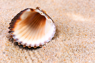 Image showing Sea shell in soft sand