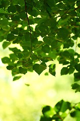 Image showing some fresh green leaves 