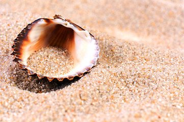 Image showing Sea shell in soft sand