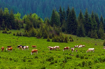 Image showing Some cows at the mountains