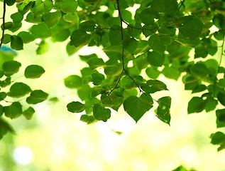 Image showing some fresh green leaves 