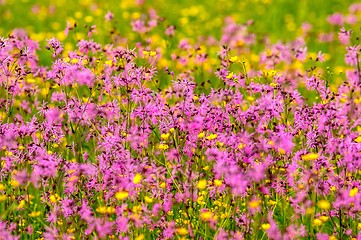 Image showing Beautiful flowers on the field