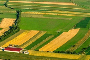 Image showing Green fields aerial view before harvest