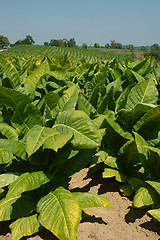 Image showing Tobacco Plants in Kentucky USA