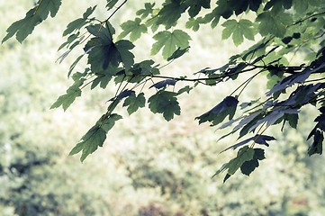 Image showing some fresh green leaves 