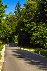 Image showing Road in the forest on a sunny day