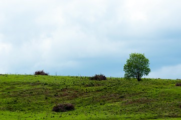 Image showing Hill with small tree