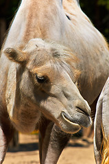 Image showing Funny camel in the zoo