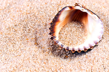 Image showing Sea shell in soft sand