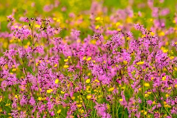 Image showing Beautiful flowers on the field