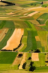 Image showing Green fields aerial view before harvest at summer