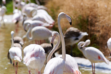 Image showing Flamingo in the swamp