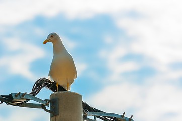 Image showing Seagull on electric tower