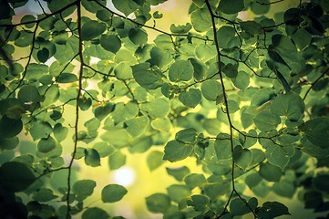 Image showing some fresh green leaves 