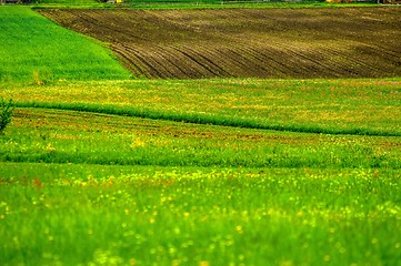 Image showing Green fields with green grass