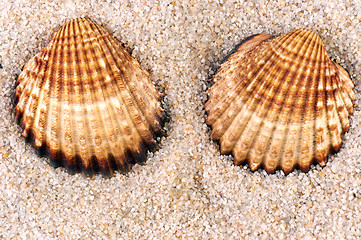 Image showing Sea shell in soft sand