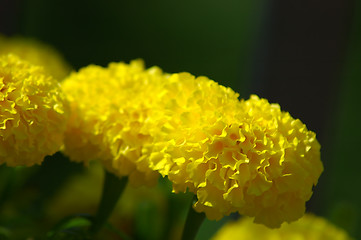 Image showing Marigolds