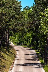 Image showing Road in the forest on a sunny day