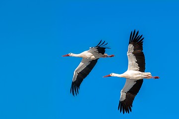 Image showing Stork at winter