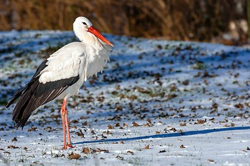 Image showing Stork at winter