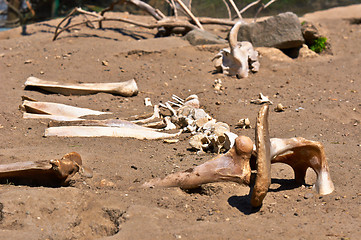 Image showing Remains of a dead animal in the sand