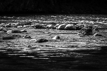 Image showing Fast mountain river in black and white