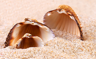 Image showing Sea shell in soft sand