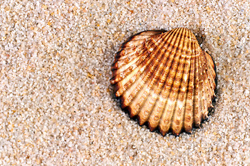 Image showing Sea shell in soft sand