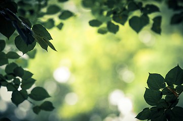 Image showing some fresh green leaves 