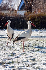 Image showing Stork at winter