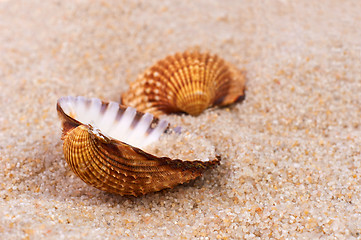 Image showing Sea shell in soft sand