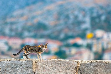 Image showing Cat outdoors