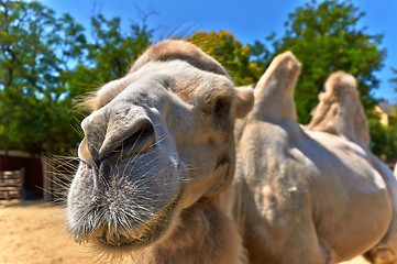 Image showing Funny camel in the zoo