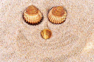 Image showing Sea shell in soft sand