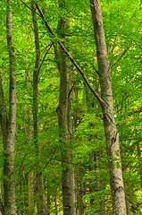 Image showing Photo of some trees in the forest