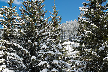 Image showing Winter pine