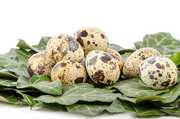 Image showing Nest of quail eggs and green leaves on a white background