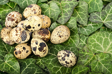 Image showing Nest of quail eggs among green leaves