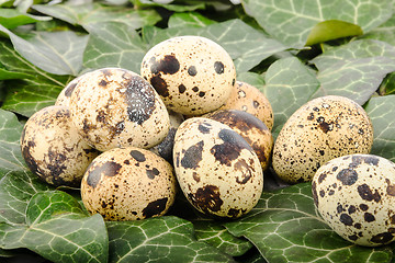 Image showing Quail eggs on a background of green leaves