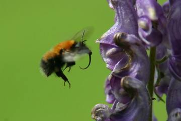 Image showing Bee in the air