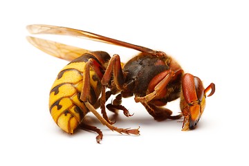 Image showing European hornet, Vespa crabro