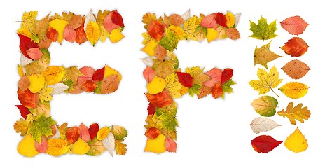 Image showing Characters E and F made of autumn leaves