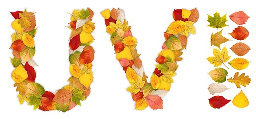 Image showing Characters U and V made of autumn leaves