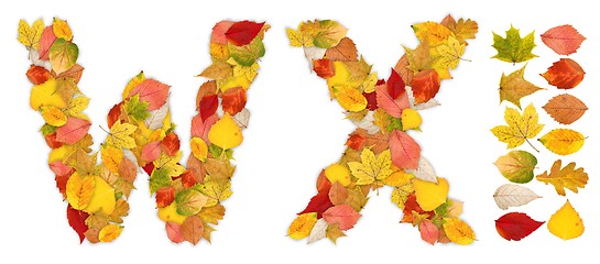 Image showing Characters W and X made of autumn leaves