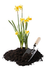 Image showing Gardening