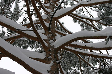 Image showing pine tree detail